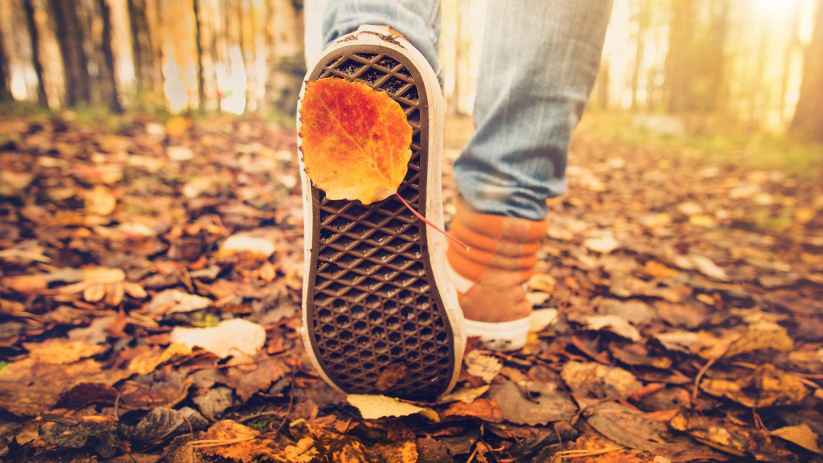 Schoenen die wandelen door een herfstbos