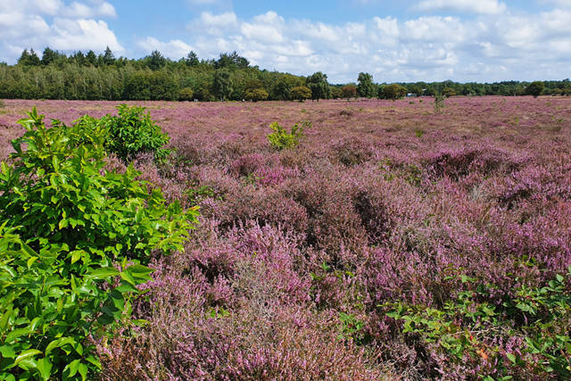 NS Wandeling Landgoed Groeneveld Station Meer Informatie
