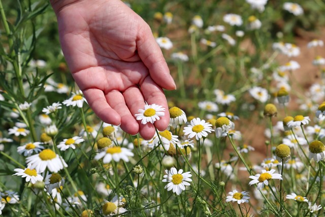 hand houdt een madeliefje vast in een veld.