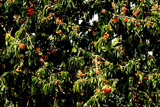 kersen in een kersenboom