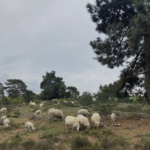 afbeelding van schapen in Nationaal Park De Maasduinen.