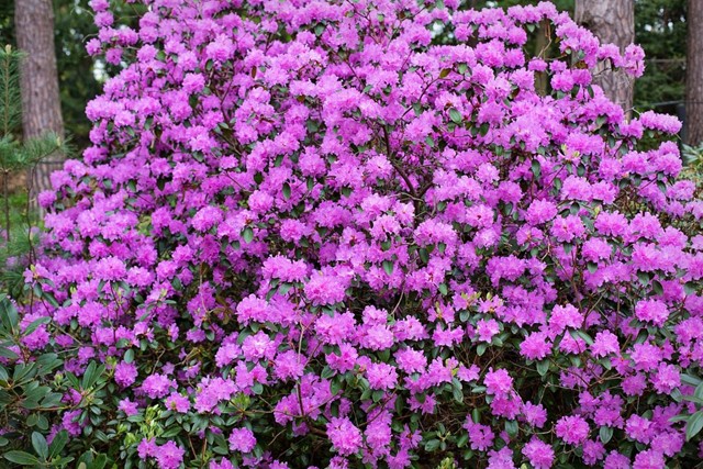 afbeelding van een grote paarse rhododendron-struik