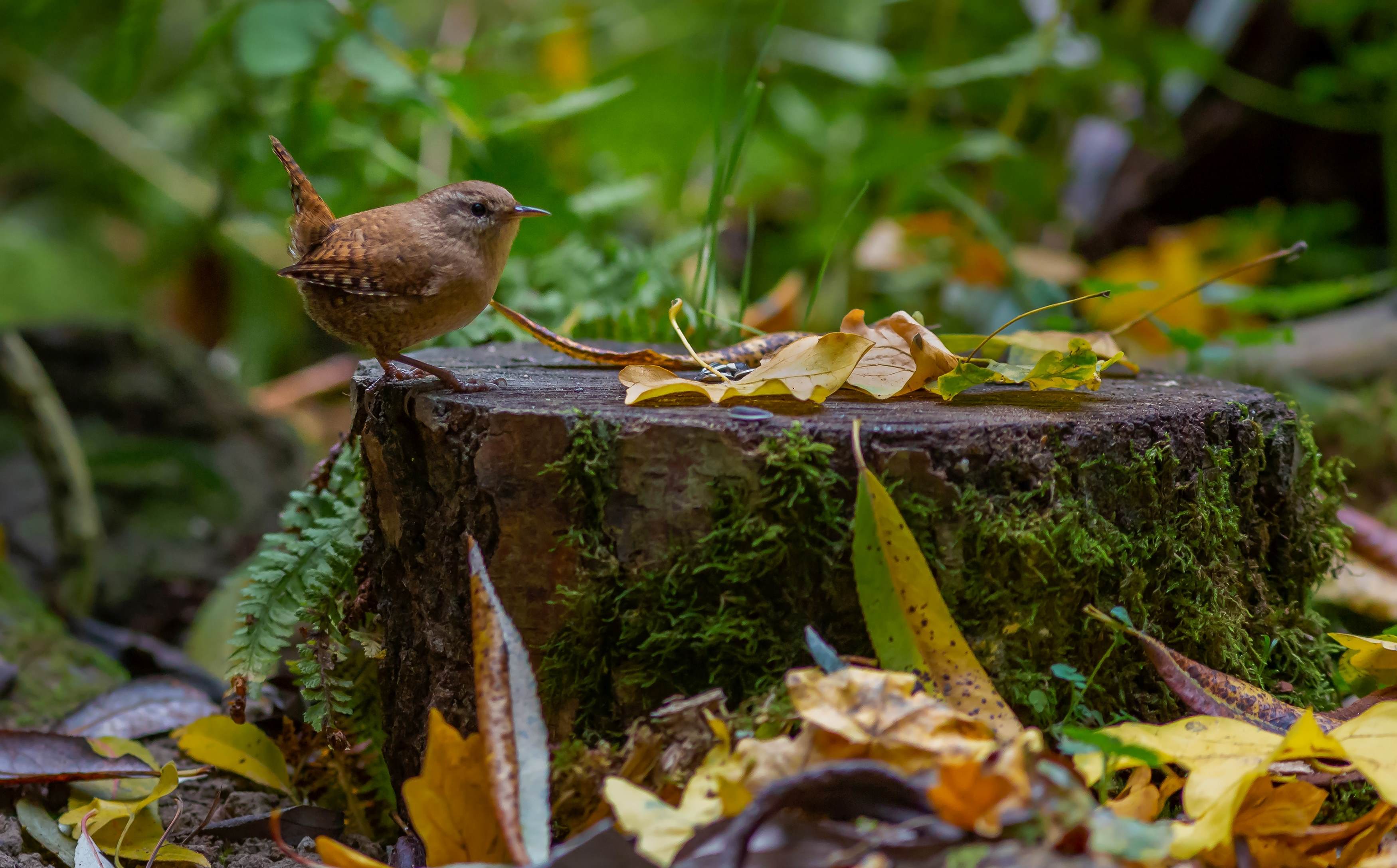 Vogel op boomstronk in de herfst