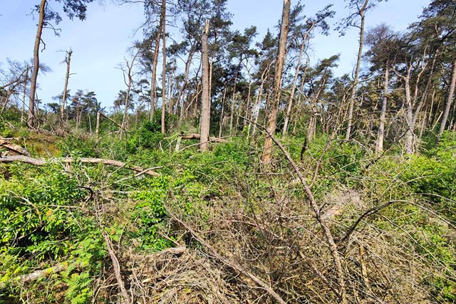 ruige natuur vanaf het Stormpad Leersum.