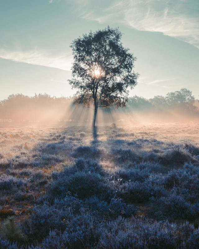 Afbeeldingen van een boom op een heideveld, waarbij zonneharpen zichtbaar zijn.