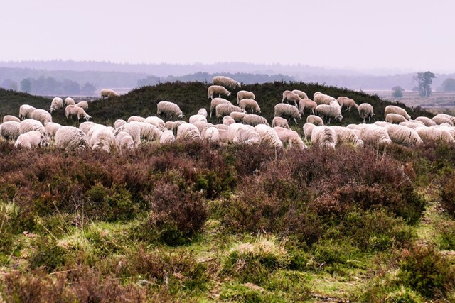 Wandelroute Drouwenerzand Eindje Om Het Drouwenerzand