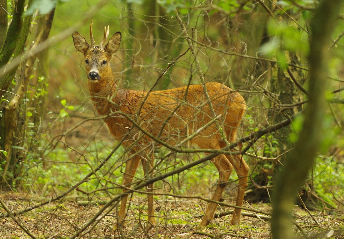 Header | Wild spotten tijdens je wandeling: tips