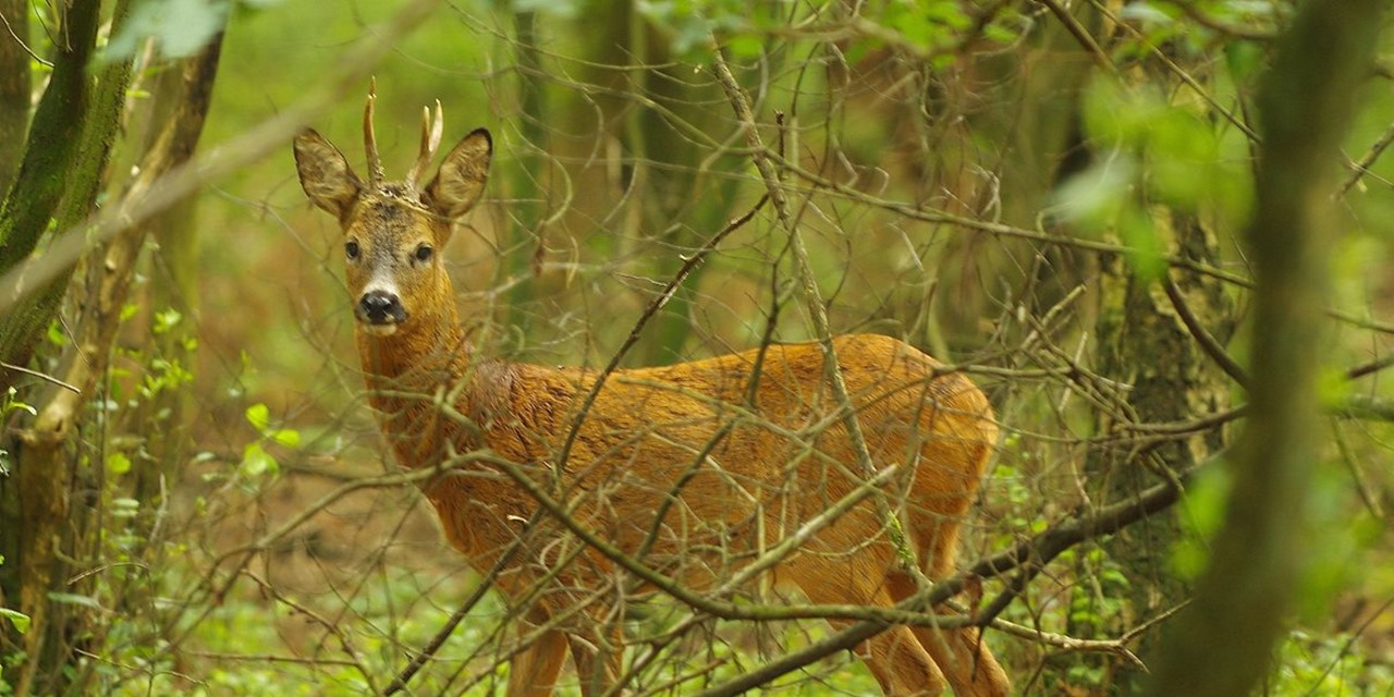 Header | Wild spotten tijdens je wandeling: tips