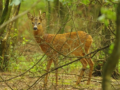Header | Wild spotten tijdens je wandeling: tips