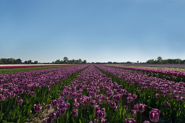 Bloeiende tulpenvelden bij Heiloo