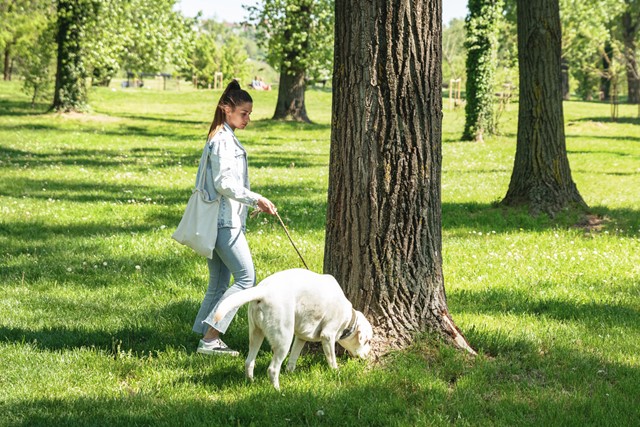 afbeelding van een wandelaar met een hond.