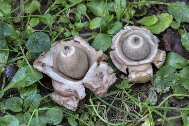 De gekraagde aardster