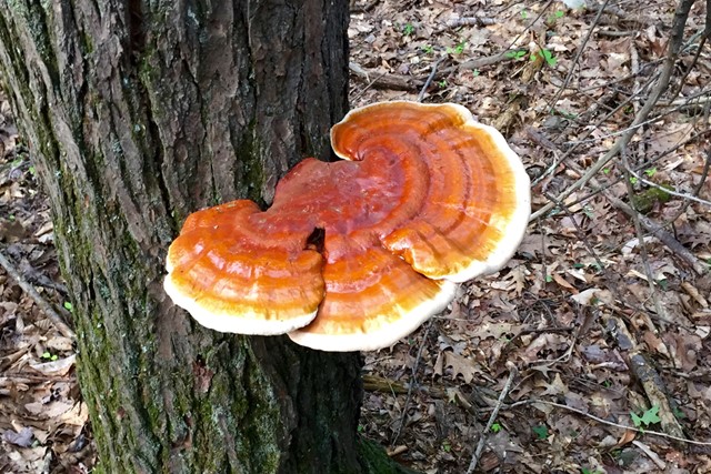 Reishi.