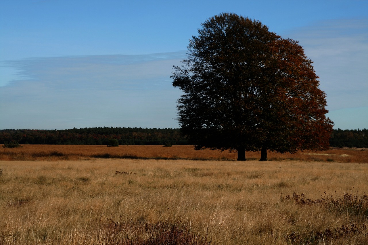 Nationaal Park De Hoge Veluwe