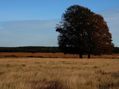 Nationaal Park De Hoge Veluwe