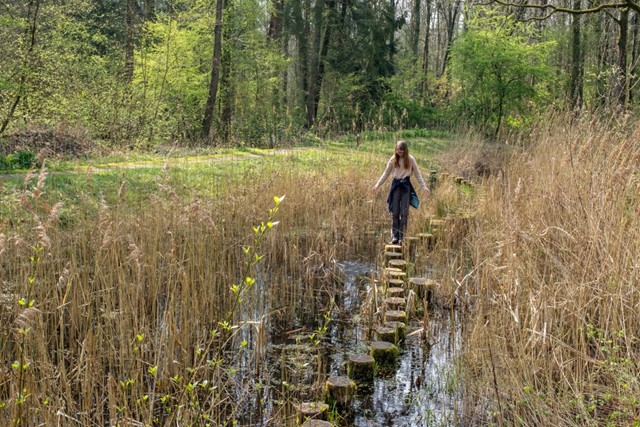 Wandelen In De Ijstijd 10.000 Jaar Strijd Tegen Het Water In Schokland: Bos Schokland