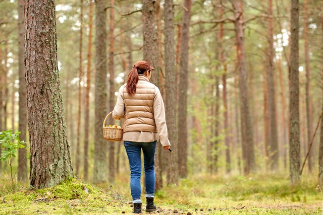 afbeelding van een wandelaar met een wildplukmandje in het bos.