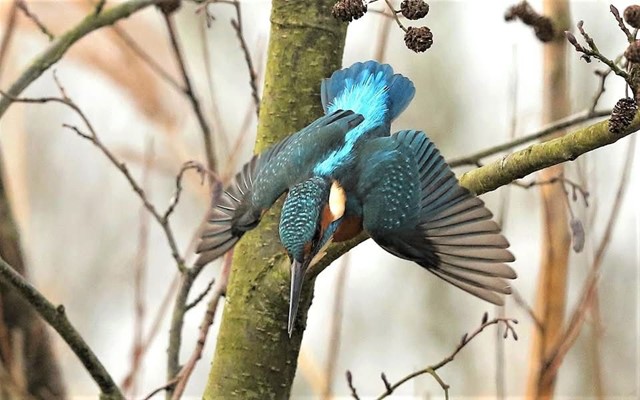 IJsvogel, Foto: @Hille de Bruin via Tussen Lek & Linge