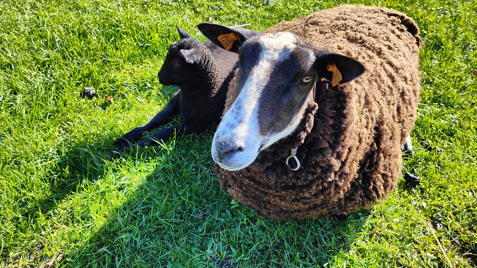 afbeelding van een bruinschaap met lammetje.