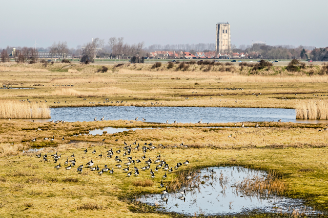 Wandelroute Kwade Hoek Duinen Van Goeree Het Schor En Het Groene Strand