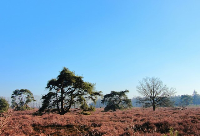 Hondsrug Drenthe (Foto © Lex Noordhoff / Unsplash)