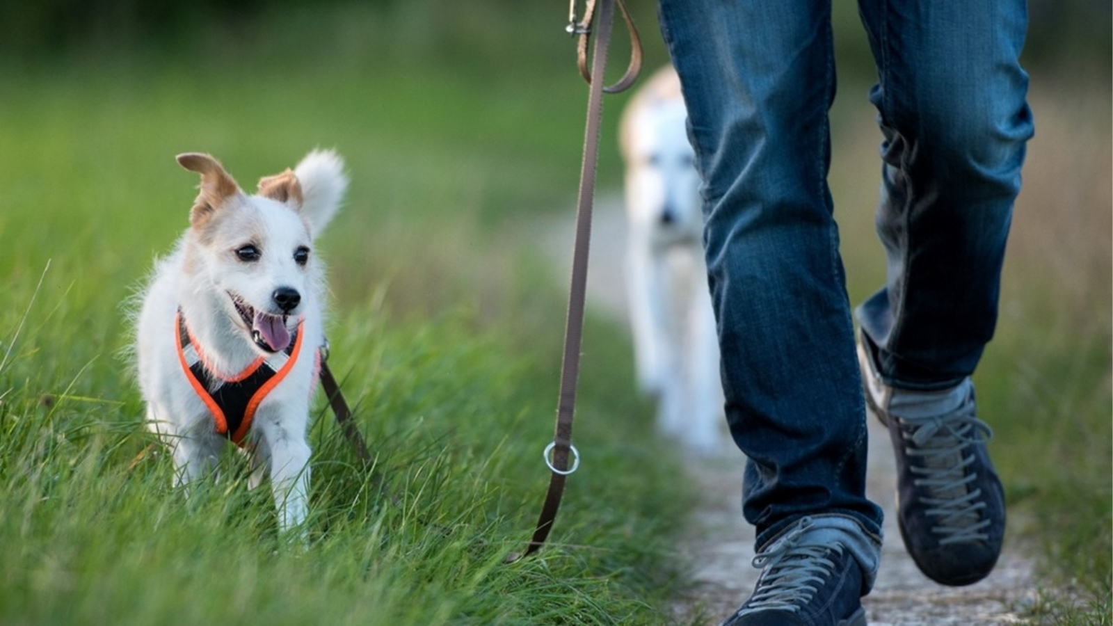 5X Wandelroutes Met De Hond Maar Ook Mooi Zonder