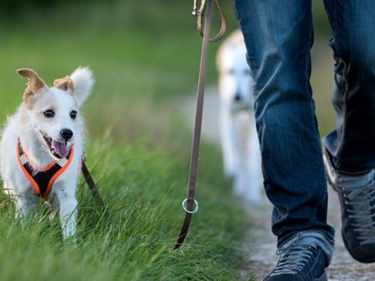 5X Wandelroutes Met De Hond Maar Ook Mooi Zonder