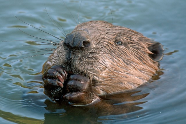 Bever