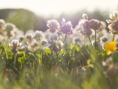 Wat Groeit En Bloeit Er In De Berm