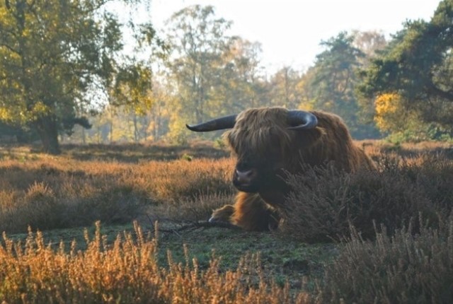 Mooie Wandelroutes Op De Veluwezoom Wandelroute Heuven Beekhuizen Veluwezoom