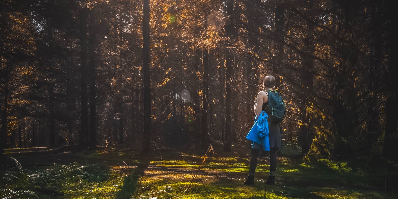 Header 2 | wandelen door sprookjesachtige naaldbossen