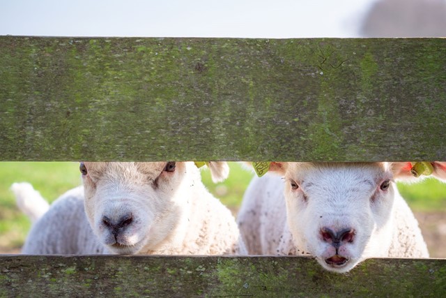 Lammetjes bij het hek