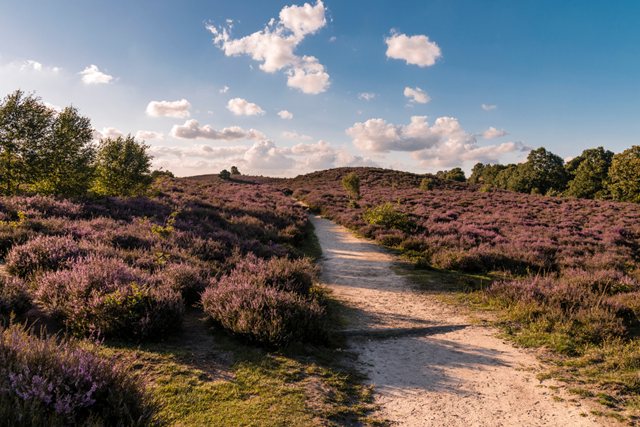 Wandelroute Veluwezoom Posbank Heidevelden