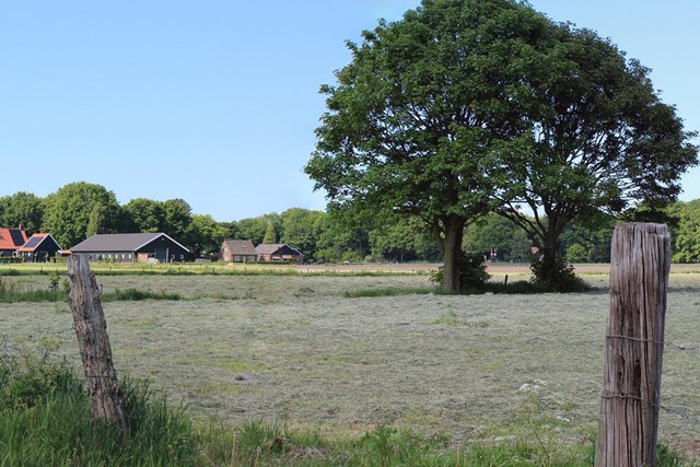 een grote groene boom op een weiland met houten paaltjes en op de achtergrond boerderijen.