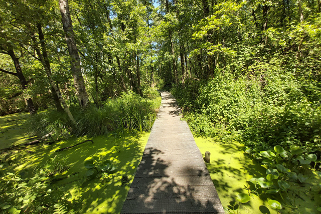 Wandelroute Het Schuitwater Broekhuizermolenbeek Moerasbos