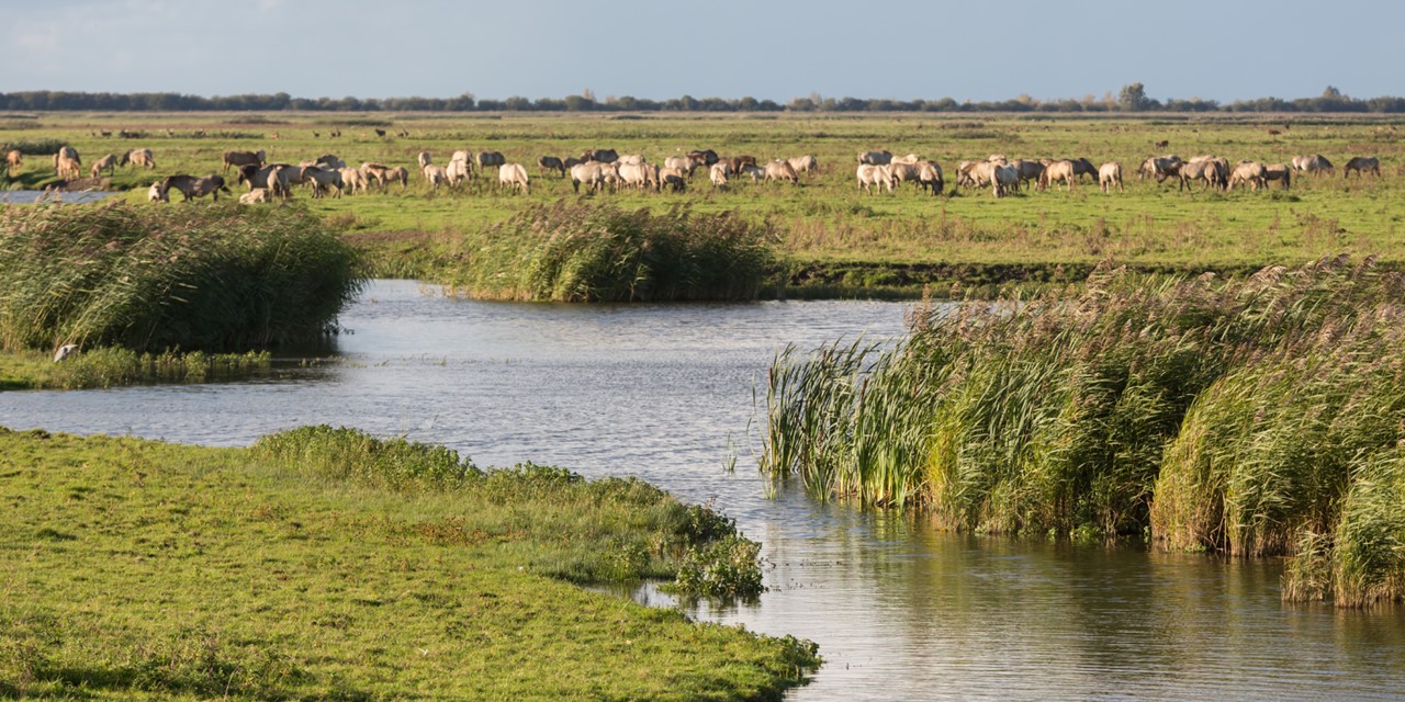 Wandelroutes In Flevoland 10 Tips