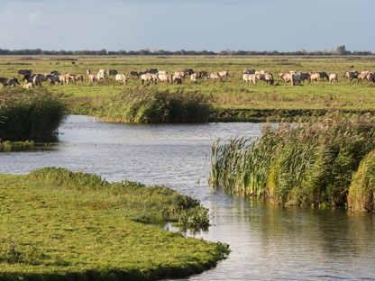 Wandelroutes In Flevoland 10 Tips
