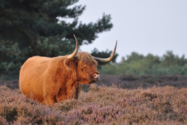 afbeelding van een rund op de heide.