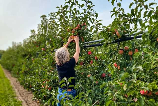 Appels Plukken Fruittuin Verbeek
