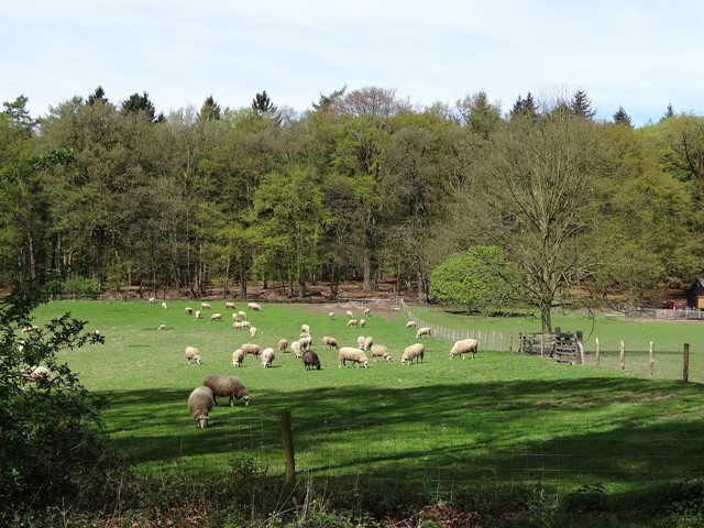 De schaapskooi bij Rheden