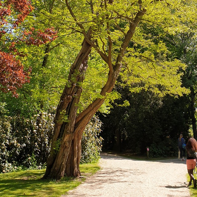 afbeelding van de valse acacia in Dordrecht.