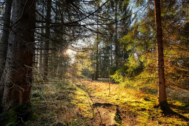 Hollandsche Rading 