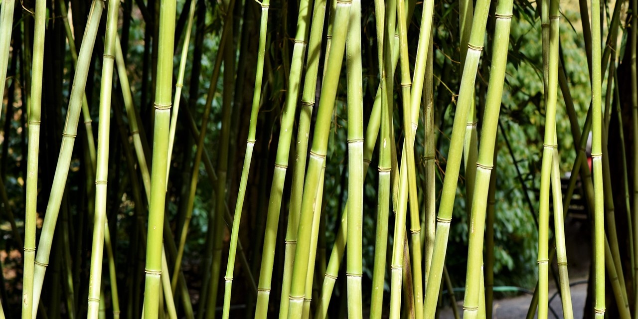 Header | /de-voordelen-van-bamboe