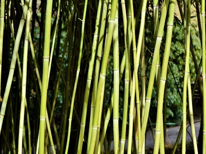 Header | /de-voordelen-van-bamboe