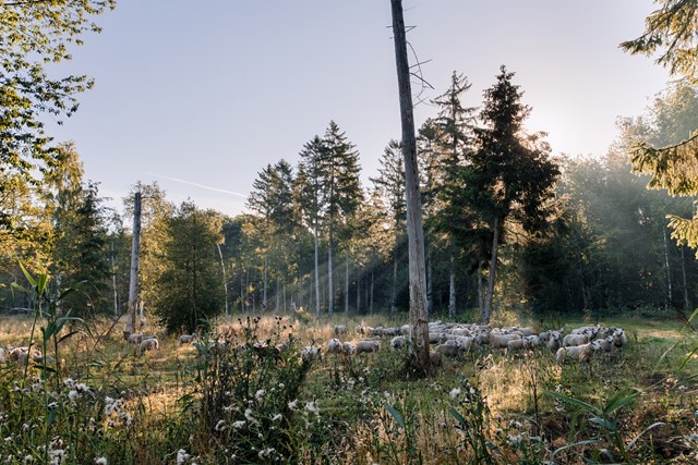 Het Kuinderbos