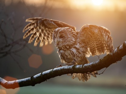 Header Tips Om Bosuilen Te Zien Én Te Horen