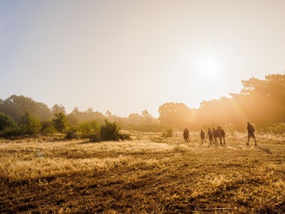 afbeelding van deelnemers aan de Zevenheuvelenhike in de zon.