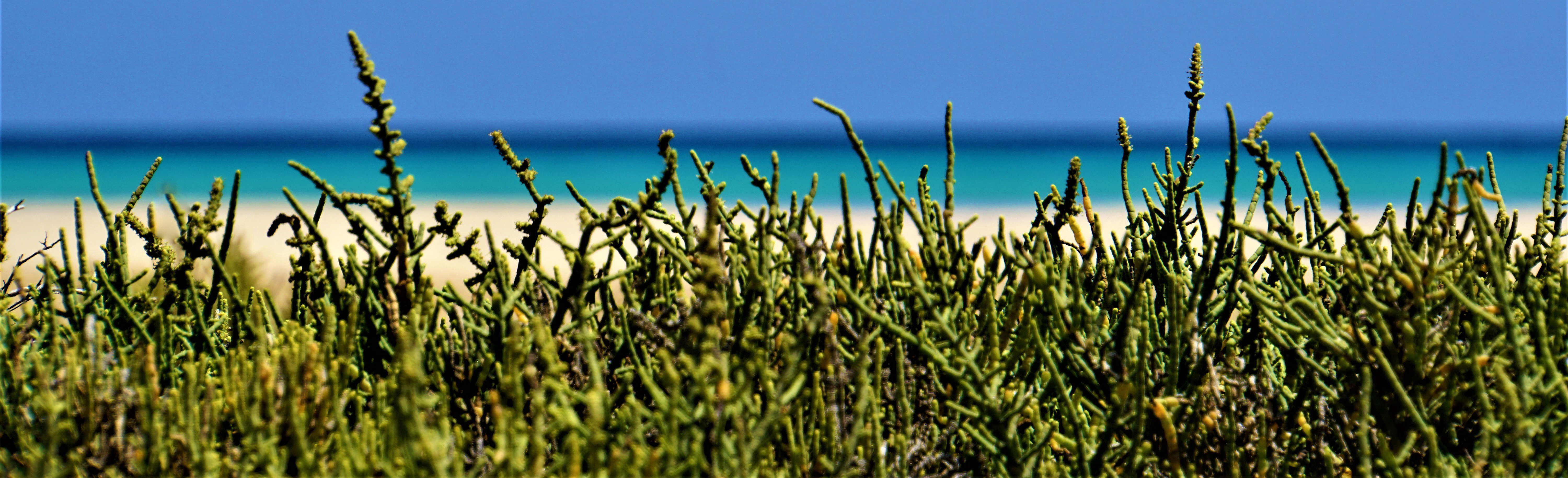 Hanne's Wandelwereld: Bodemplanten