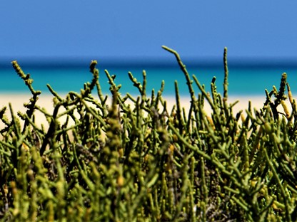 Hanne's Wandelwereld: Bodemplanten