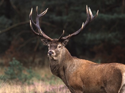 afbeelding van een edelhert.